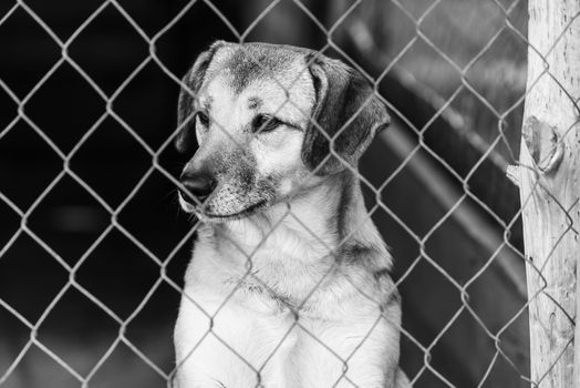 Black and white photo of homeless dog in a shelter for dogs.