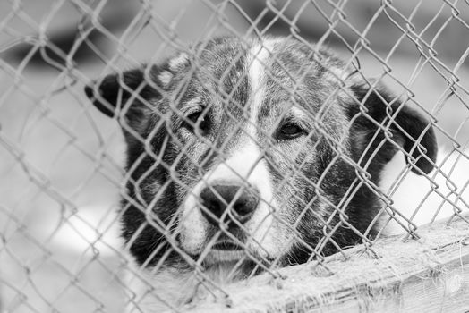 Black and white photo of homeless dog in a shelter for dogs.