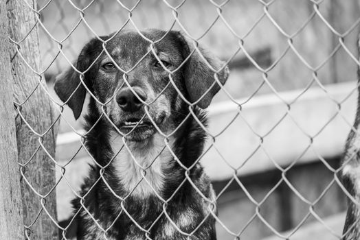 Black and white photo of homeless dog in a shelter for dogs.