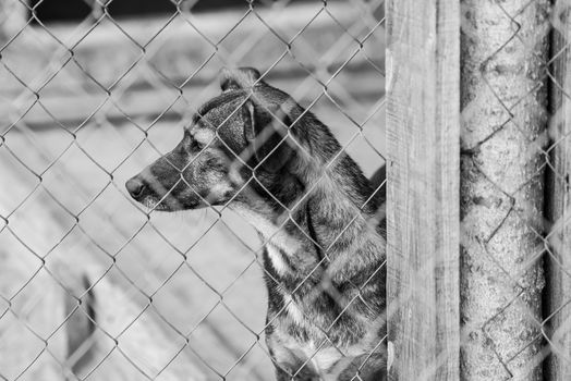 Black and white photo of homeless dog in a shelter for dogs.