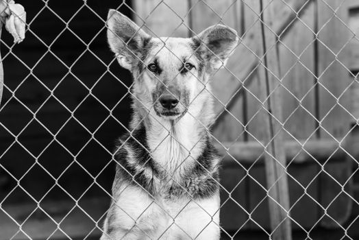 Black and white photo of homeless dog in a shelter for dogs.