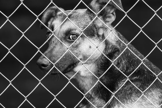 Black and white photo of homeless dog in a shelter for dogs.