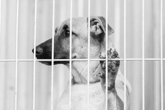 Black and white photo of homeless dog in a shelter for dogs.