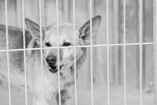 Black and white photo of homeless dog in a shelter for dogs.