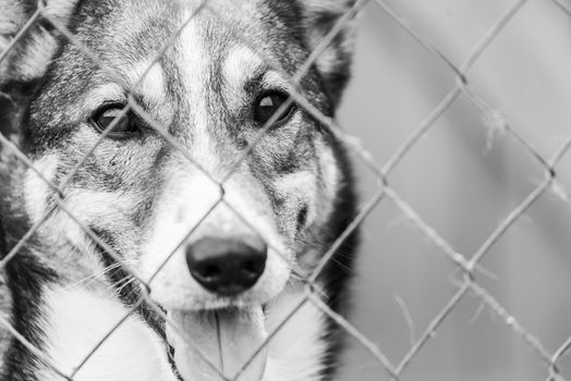 Black and white photo of homeless dog in a shelter for dogs.