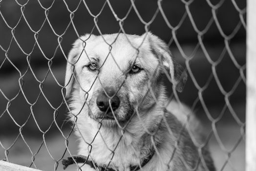 Black and white photo of homeless dog in a shelter for dogs.