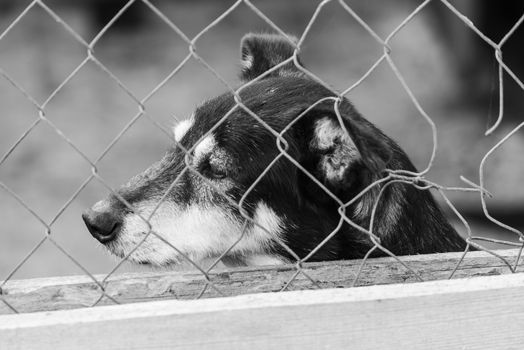 Black and white photo of homeless dog in a shelter for dogs.