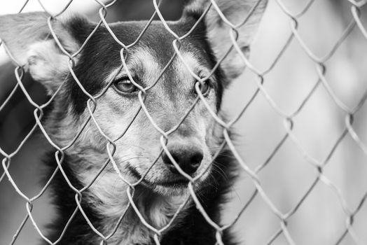 Black and white photo of homeless dog in a shelter for dogs.