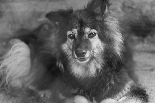 Black and white photo of homeless dog in a shelter for dogs.