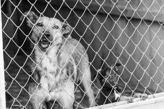 Black and white photo of homeless dog in a shelter for dogs.