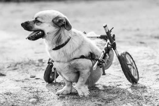 Black and white photo of homeless dog in a shelter for dogs.