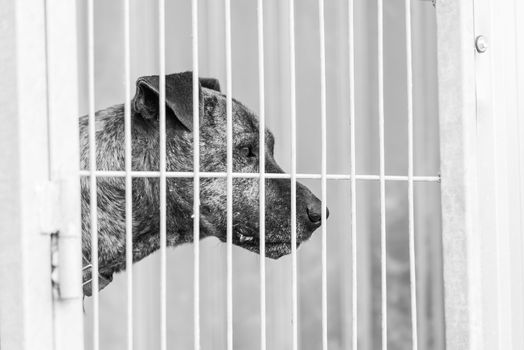 Black and white photo of homeless dog in a shelter for dogs.