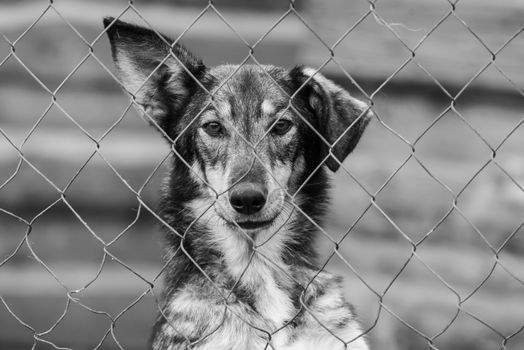 Black and white photo of homeless dog in a shelter for dogs.