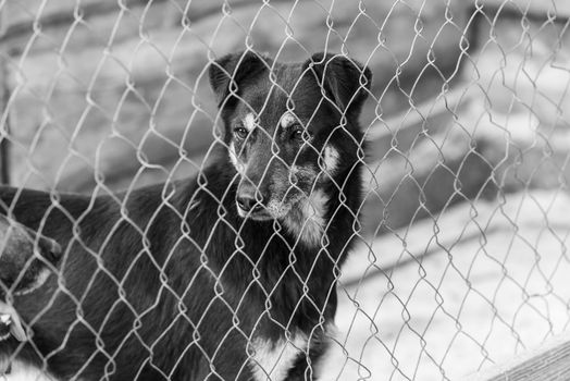 Black and white photo of homeless dog in a shelter for dogs.