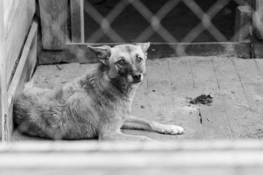 Black and white photo of homeless dog in a shelter for dogs.