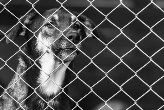 Black and white photo of homeless dog in a shelter for dogs.