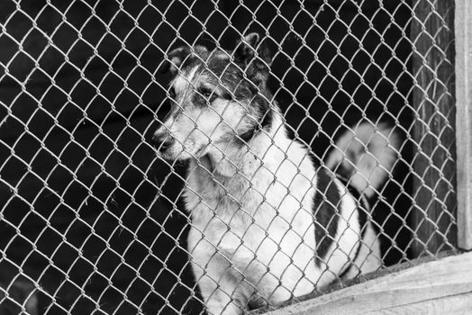 Black and white photo of homeless dog in a shelter for dogs.