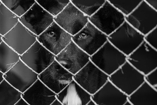 Black and white photo of homeless dog in a shelter for dogs.