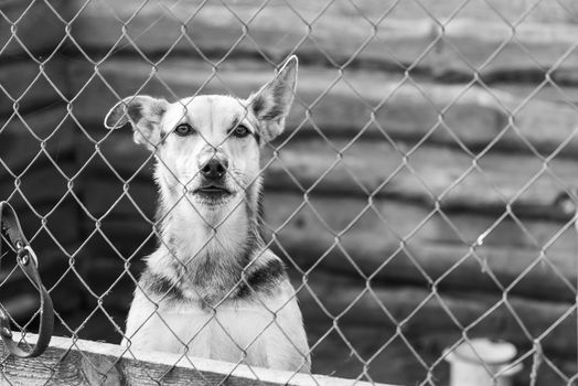 Black and white photo of homeless dog in a shelter for dogs.