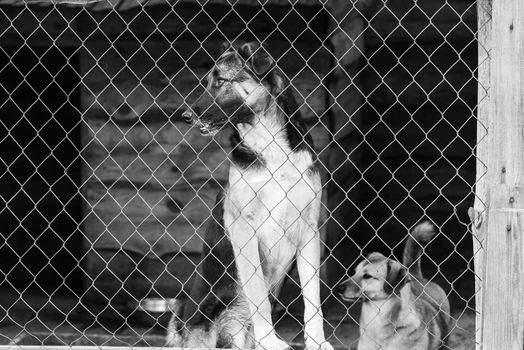 Black and white photo of homeless dog in a shelter for dogs.