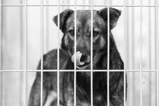 Black and white photo of homeless dog in a shelter for dogs.