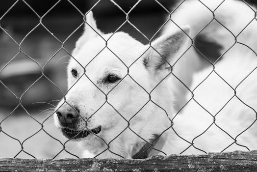 Black and white photo of homeless dog in a shelter for dogs.