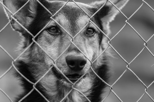 Black and white photo of homeless dog in a shelter for dogs.