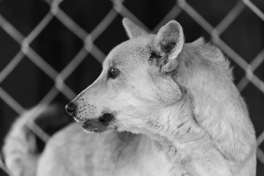 Black and white photo of homeless dog in a shelter for dogs.