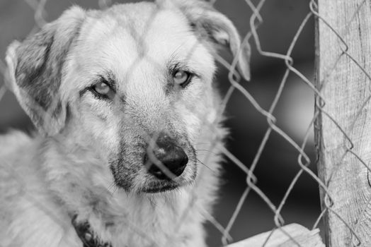 Black and white photo of homeless dog in a shelter for dogs.