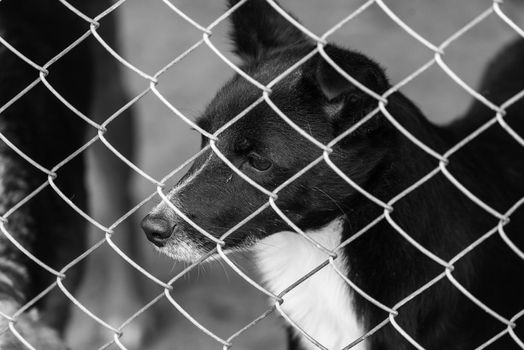 Black and white photo of homeless dog in a shelter for dogs.