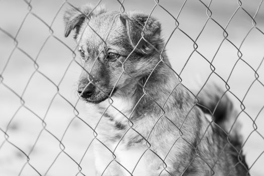 Black and white photo of homeless dog in a shelter for dogs.