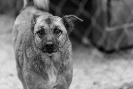 Black and white photo of homeless dog in a shelter for dogs.