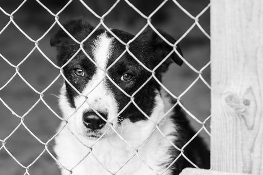 Black and white photo of homeless dog in a shelter for dogs.