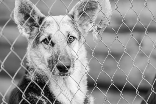 Black and white photo of homeless dog in a shelter for dogs.