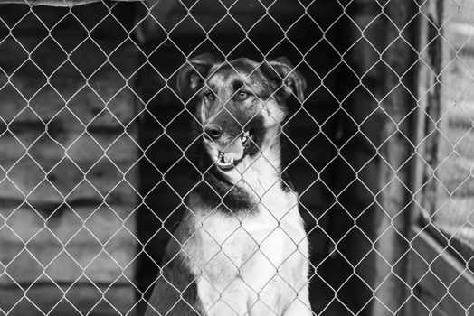 Black and white photo of homeless dog in a shelter for dogs.