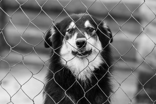 Black and white photo of homeless dog in a shelter for dogs.