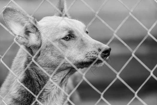 Black and white photo of homeless dog in a shelter for dogs.