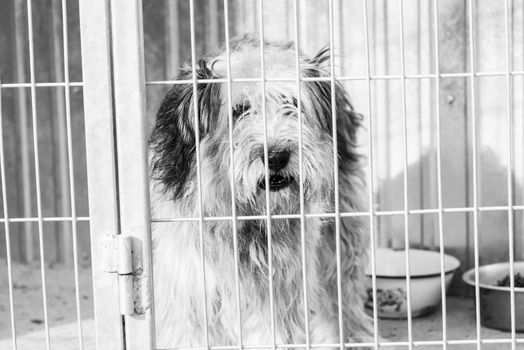 Black and white photo of homeless dog in a shelter for dogs.