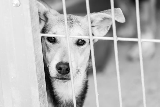 Black and white photo of homeless dog in a shelter for dogs.