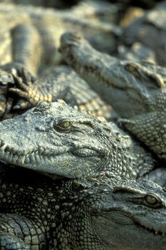 Crocodiles at a Crocodile Farm near the City of Siem Riep in the west of Cambodia. Cambodia, Siem Reap, February, 2001