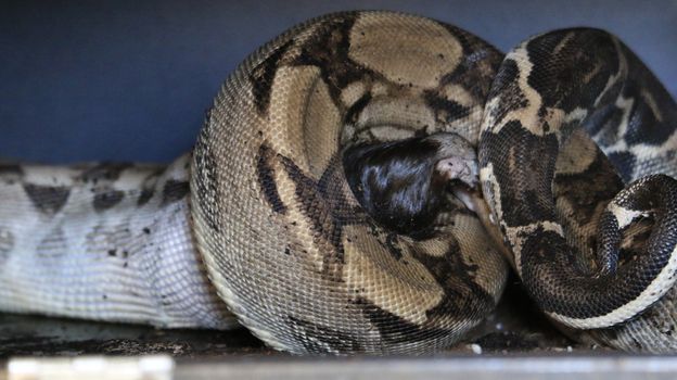 Boa constrictor constricts a rat and swallows it. High quality photo