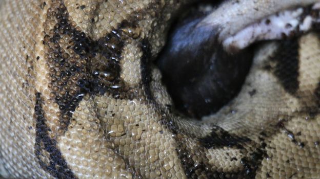 Boa constrictor constricts a rat and swallows it. High quality photo