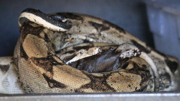 Boa constrictor constricts a rat and swallows it. High quality photo