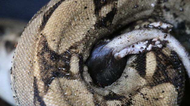 Boa constrictor constricts a rat and swallows it. High quality photo