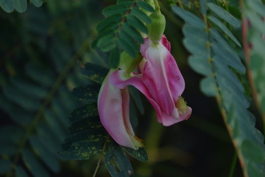 close up image of Pink Turi (Sesbania grandiflora) flower is eaten as a vegetable and medicine. The leaves are regular and rounded. The fruit is like flat green beans, long, and thin, out of focus