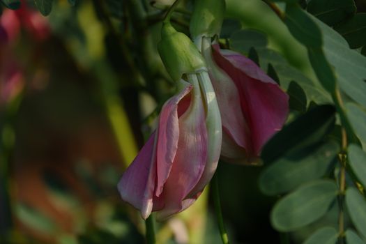 close up image of Pink Turi (Sesbania grandiflora) flower is eaten as a vegetable and medicine. The leaves are regular and rounded. The fruit is like flat green beans, long, and thin, out of focus