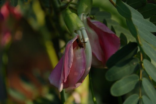 close up image of Pink Turi (Sesbania grandiflora) flower is eaten as a vegetable and medicine. The leaves are regular and rounded. The fruit is like flat green beans, long, and thin, out of focus