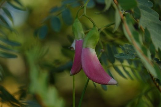 close up image of Pink Turi (Sesbania grandiflora) flower is eaten as a vegetable and medicine. The leaves are regular and rounded. The fruit is like flat green beans, long, and thin, out of focus