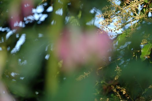 close up image of Pink Turi (Sesbania grandiflora) flower is eaten as a vegetable and medicine. The leaves are regular and rounded. The fruit is like flat green beans, long, and thin, out of focus