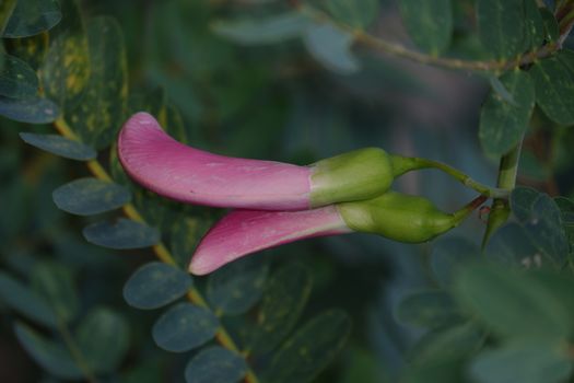 close up image of Pink Turi (Sesbania grandiflora) flower is eaten as a vegetable and medicine. The leaves are regular and rounded. The fruit is like flat green beans, long, and thin, out of focus